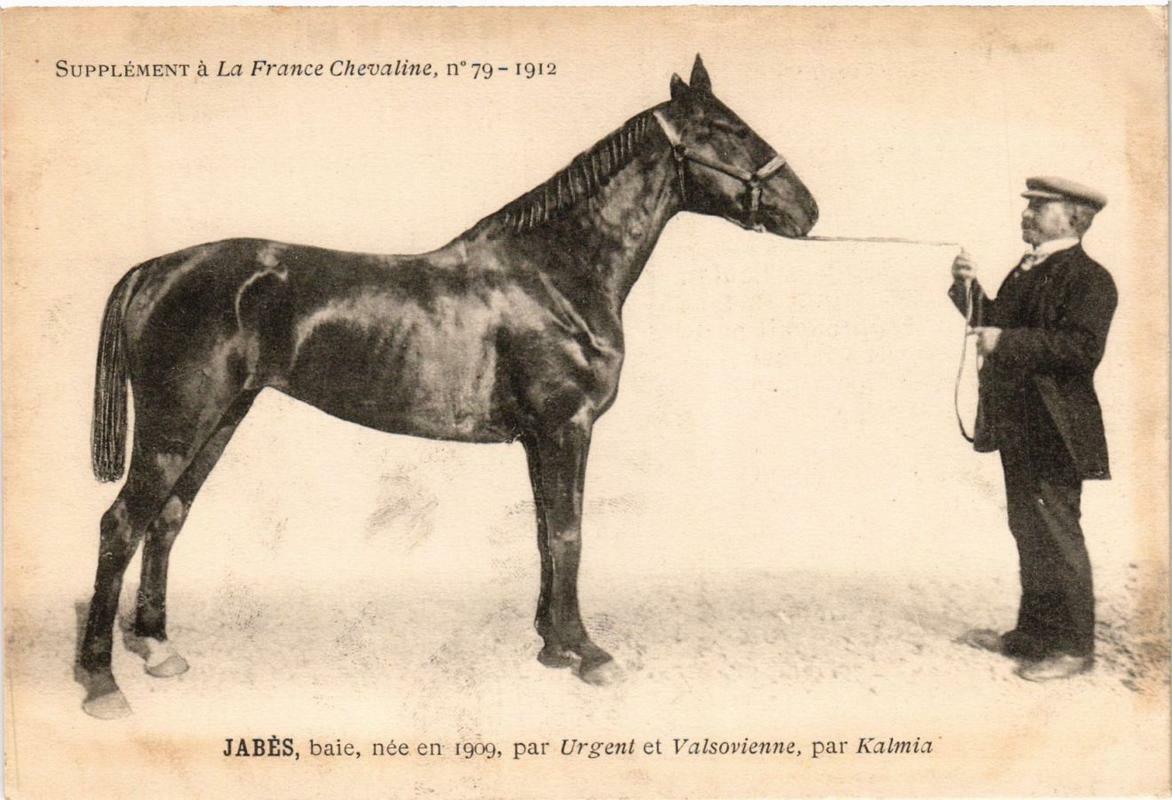 PC CPA JABES baie bay HORSES SPORT (a14219)