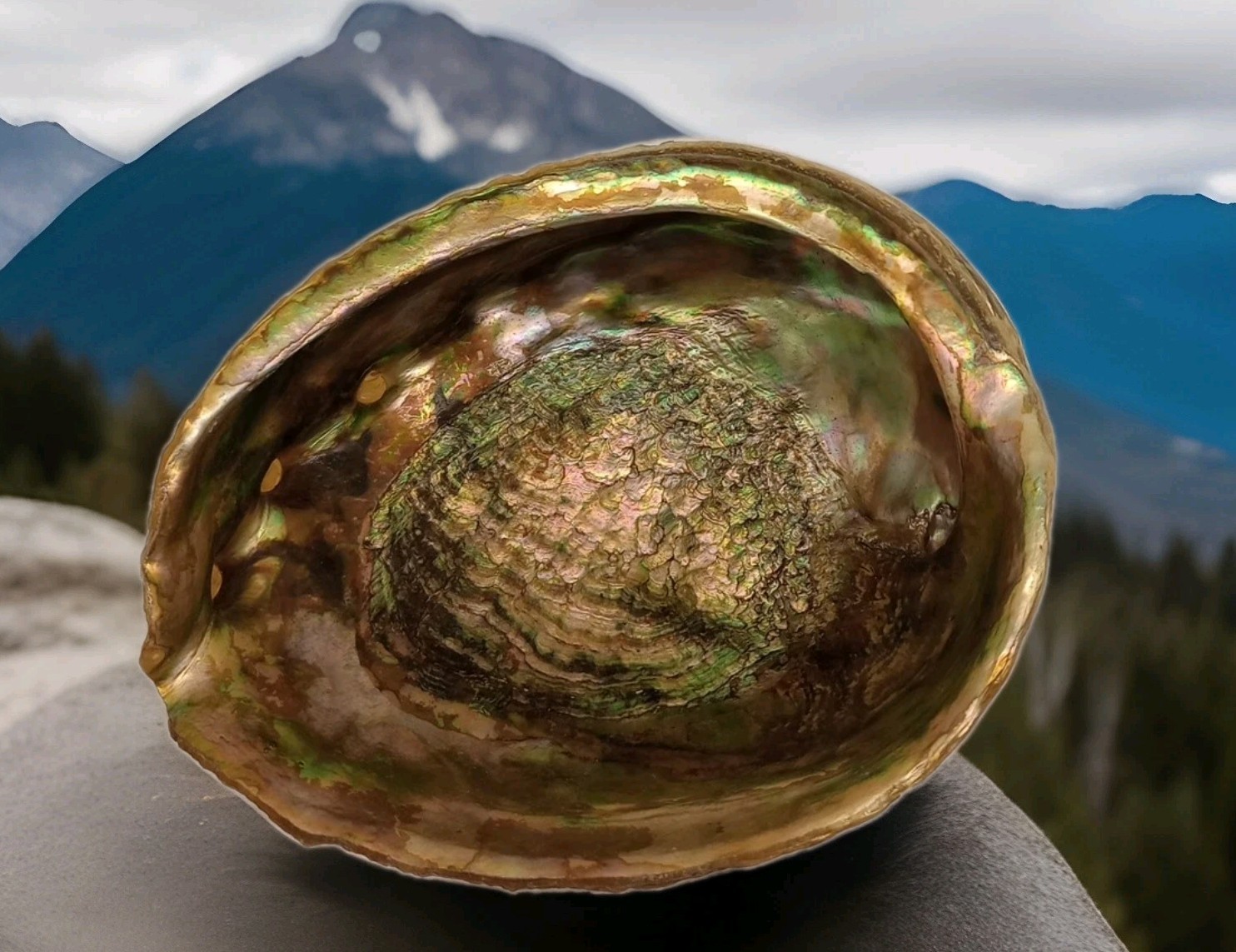 Vtg Genuine ABALONE SHELL taken By Divers From Ocean Bottom Lucite Footed Read 