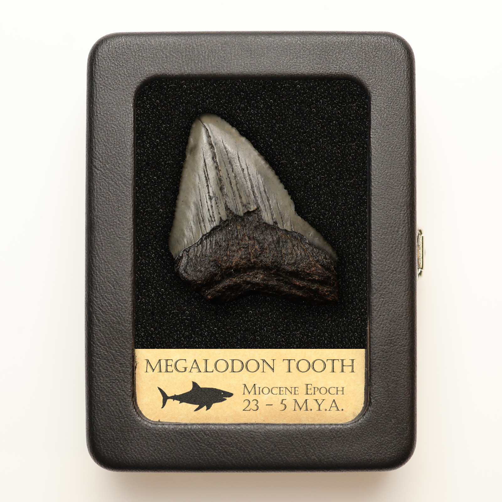 Megalodon Tooth With Display Case