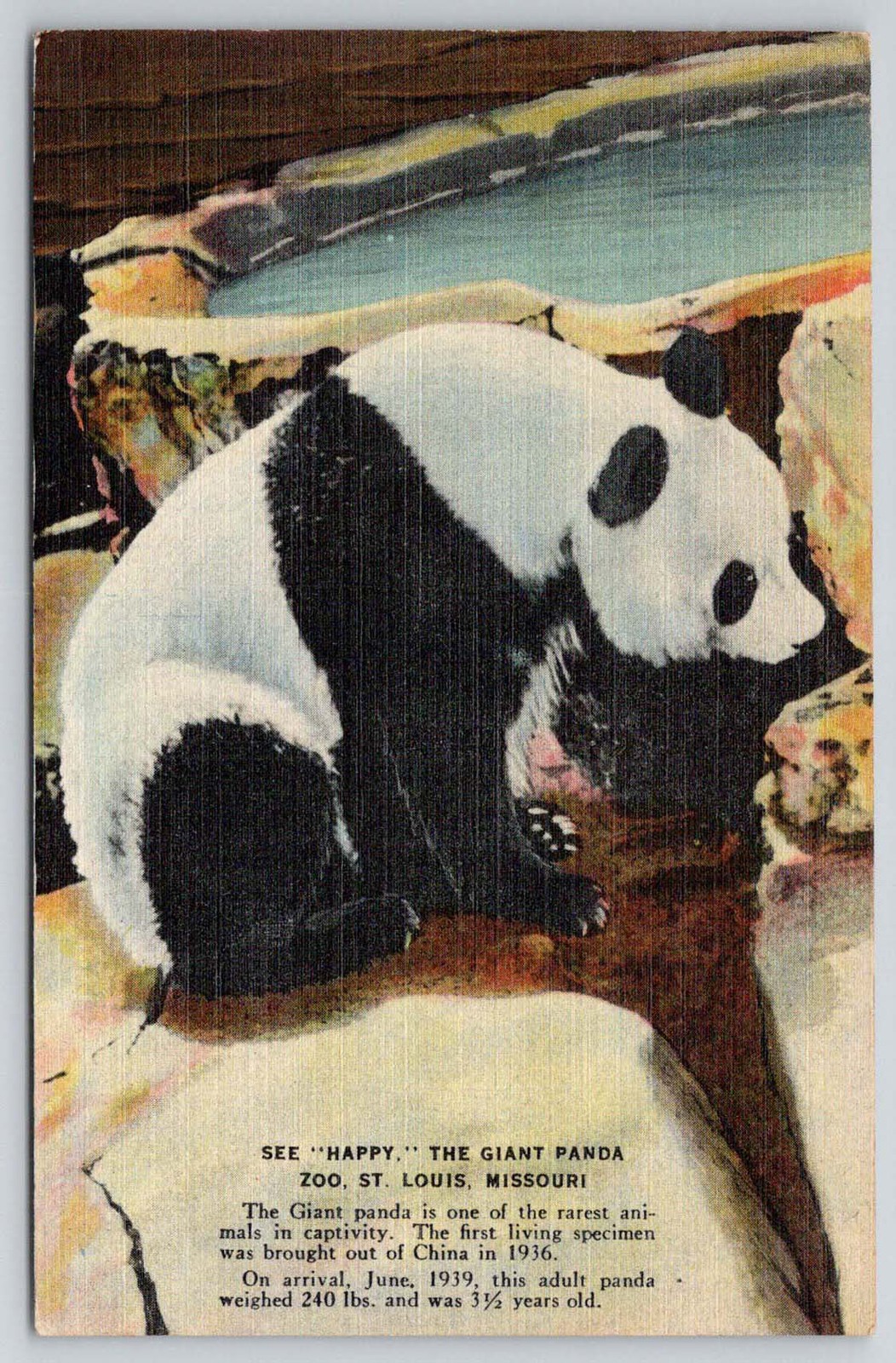 St. Louis Missouri MO Giant Panda Zoo Rarest Animals Captivity 1947 Postcard