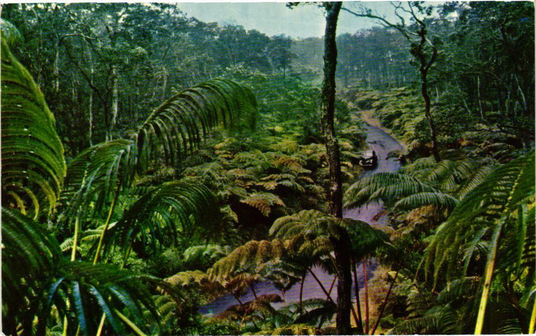 Fern Forest Hawaiian National Forest Hawaii Postcard