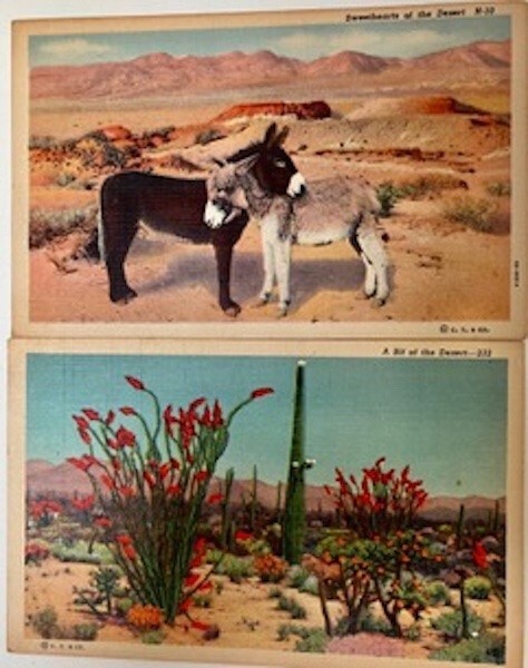 Rare Two Vintage Desert Curteich-Chicago Linen Postcards. Circa 1940's