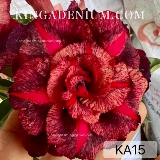 100 SEEDS ADENIUM OBESUM DESERT ROSE TRIPLE KA15 FRESH NEW HYBRID BEST SELLING