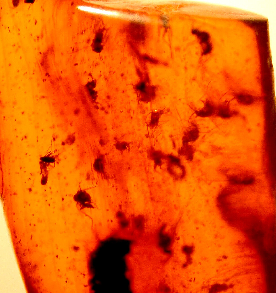 20 Cretaceous Flies in BURMESE Burmite Amber Fossil from Dinosaur Age