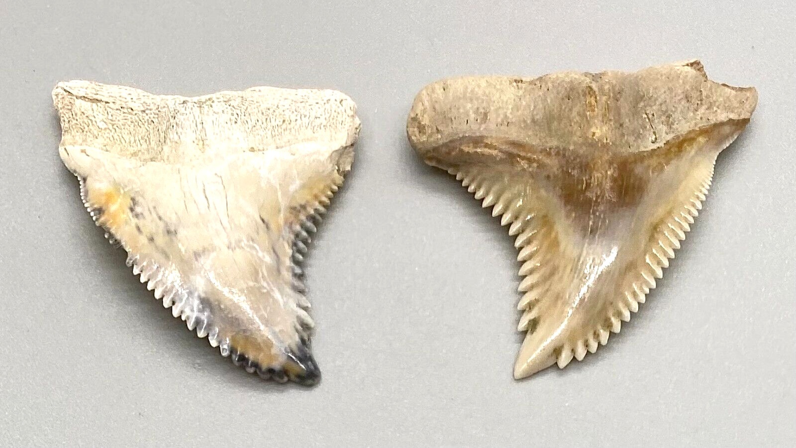 Pair of GORGEOUS colorful, serrated Fossil EXTINCT SNAGGLETOOTH Shark Teeth- FL