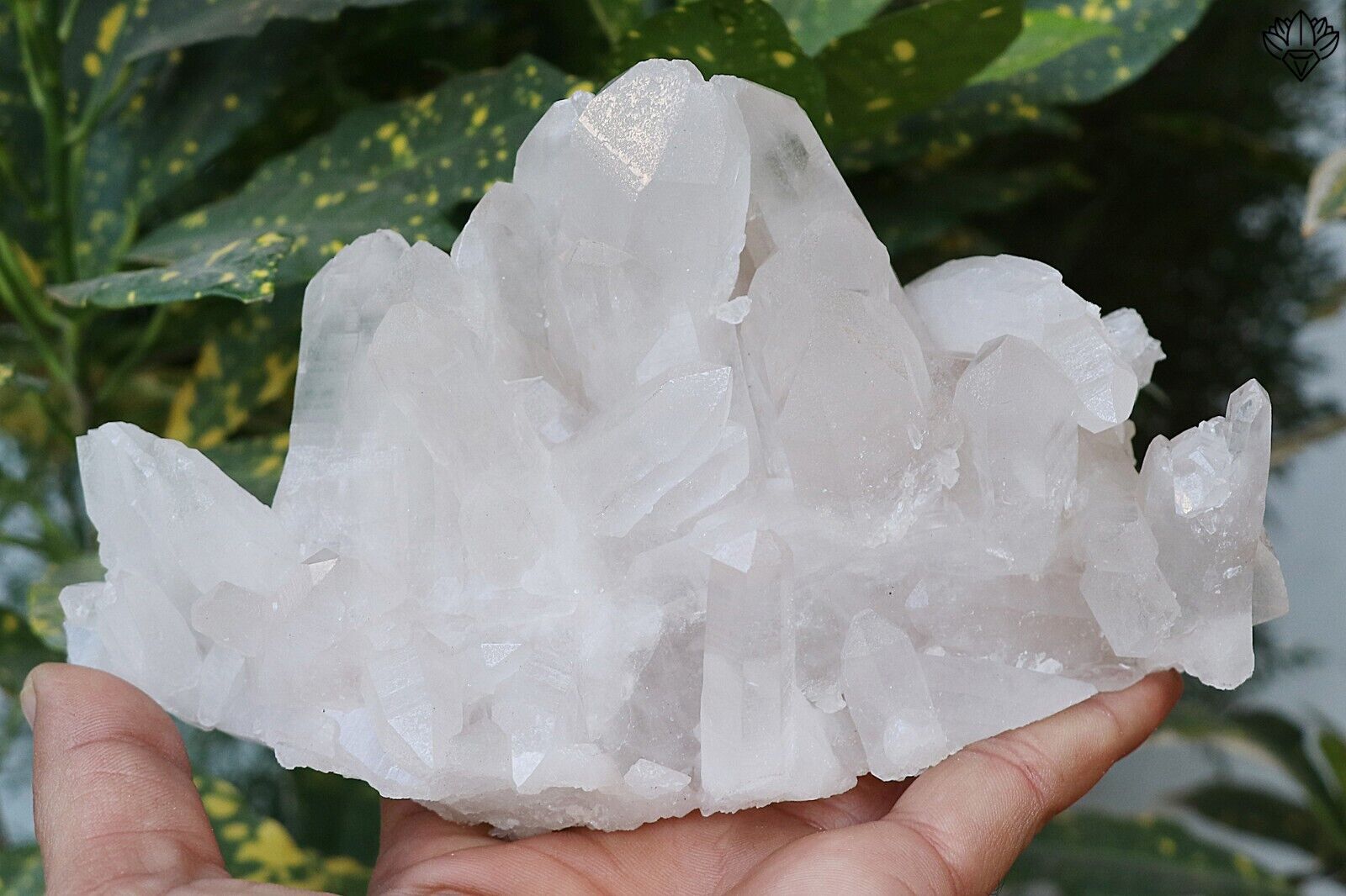 AAA+++ Natural Pointed Healing Cluster White Himalayan Quartz 763gm Raw Specimen
