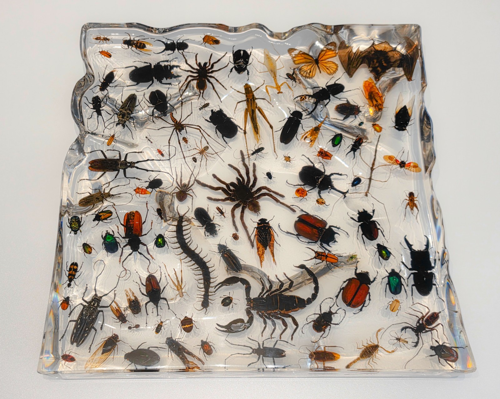 Massive Acrylic Display Block w/ Real Insects, bat & Arachnids Mixed. 20LB GIANT
