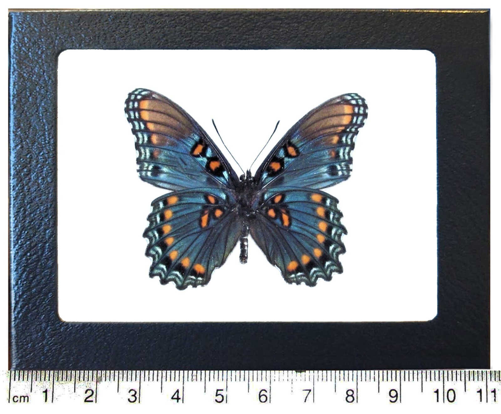 Limenitis arizonensis blue red spotted purple verso butterfly AZ framed