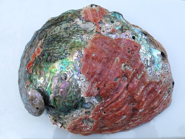 Extra large museum quility Red Abalone Shell OVER 10\