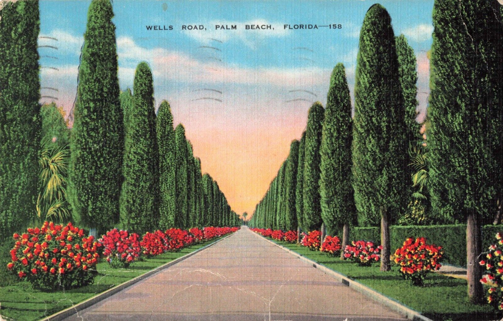 Palm Beach Florida, Wells Road Australian Pines, Vintage Postcard