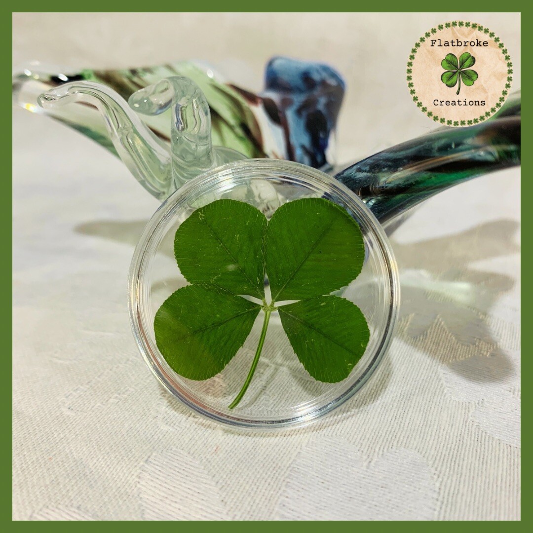 Genuine Four Leaf Clover Good Luck Charm Floating in a Pocket Token Shamrock