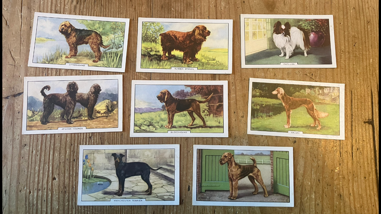 DOGS 1938 GALLAHER LTD. TOBACCO cigarette CARD lot of 8 cards 2ND SERIES vintage