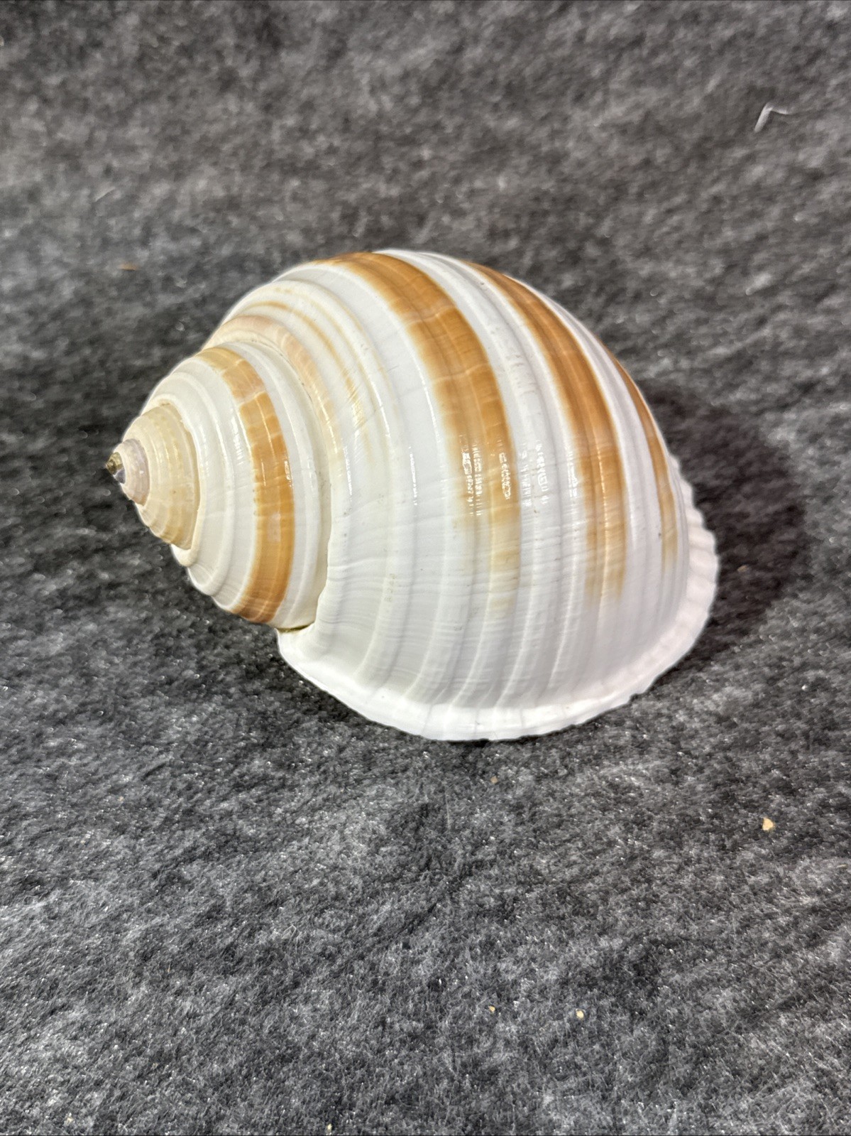 Tonna Cepa Shell 4.5\