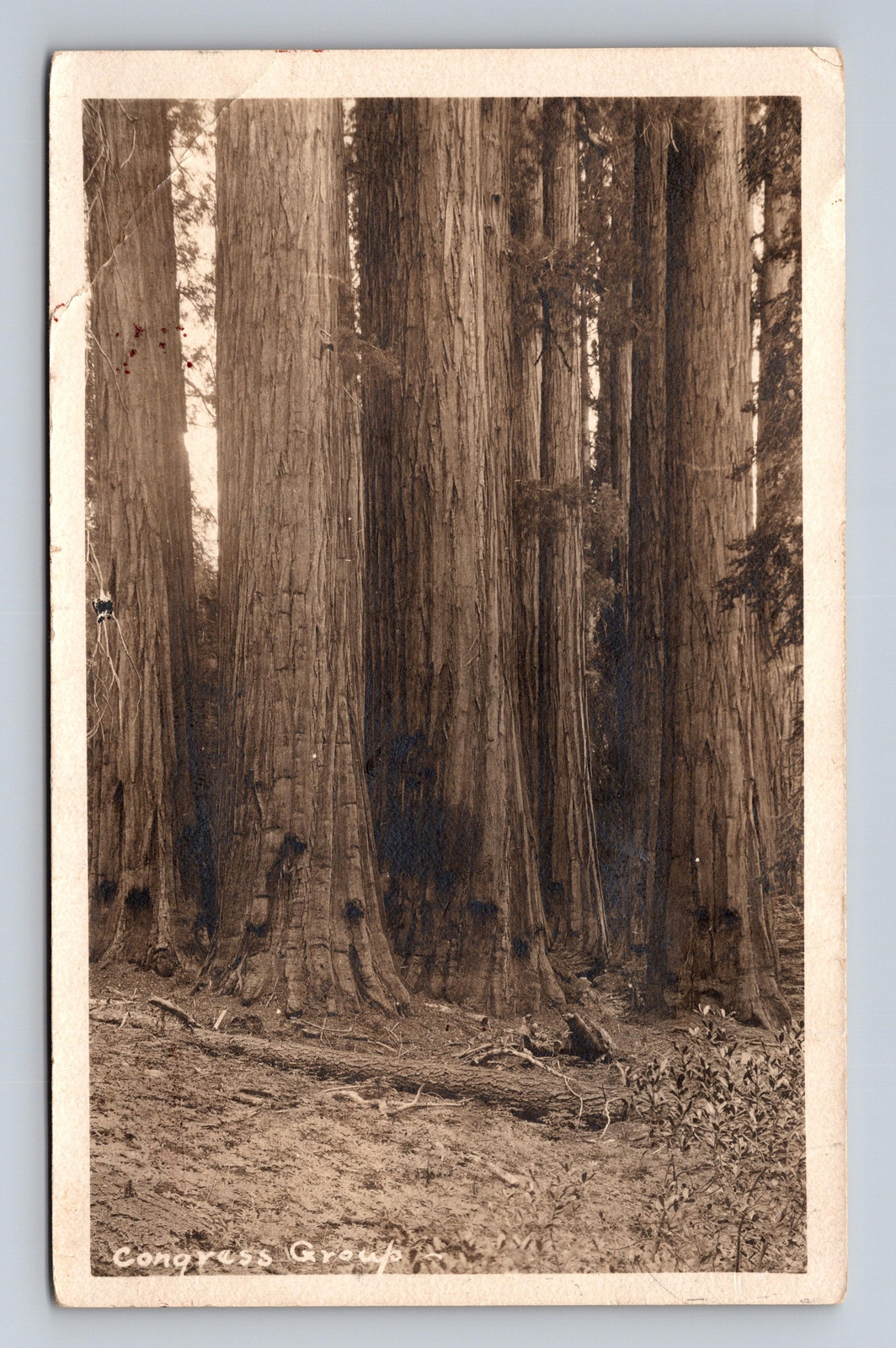 c1927 RPPC Postcard Sequoia Nat\'l Park CA California Congress Group Giant Trees