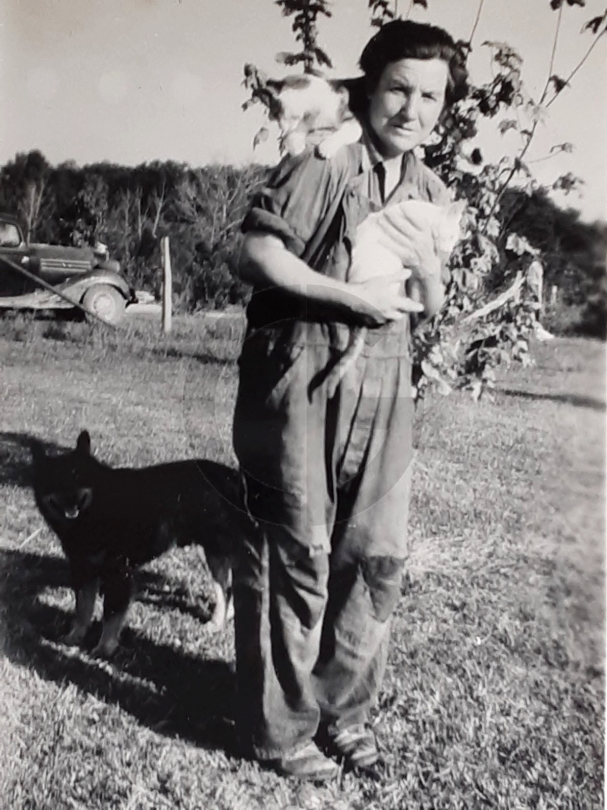 Old Farm Woman Saves Cats from Threatening Shepherd Dog: 1930's Snapshot Photo