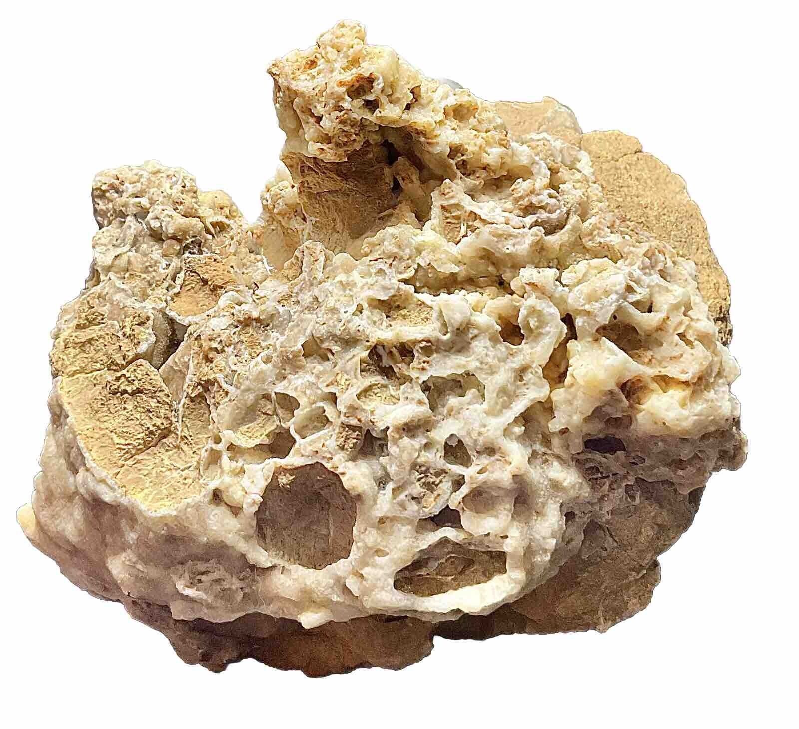 Rare Fossilised Coral (crystalised) Rare Find In Outback Australia 1.3kg