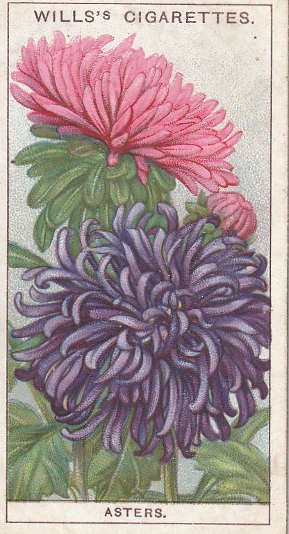 WILLS\'S CIGARETTES TOBACCO CARD - GARDEN FLOWERS - ASTERS