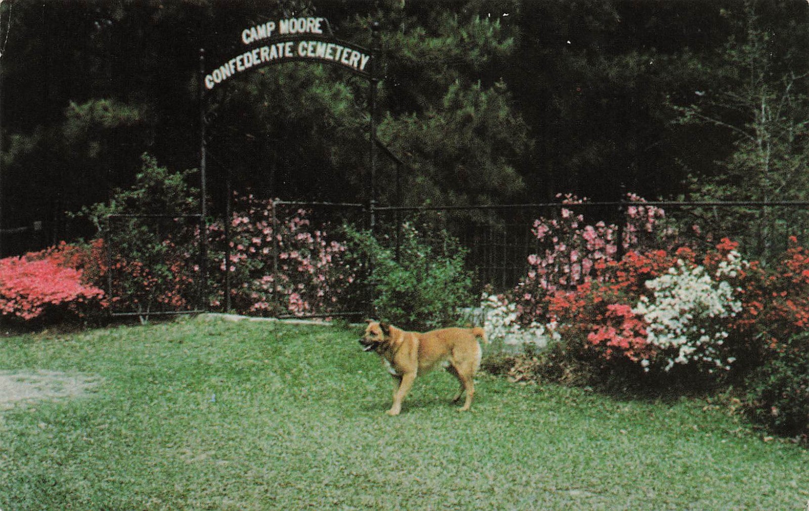 Camp Moore Civil War Cemetery Tangipahoa LA Louisiana Vtg Postcard I10