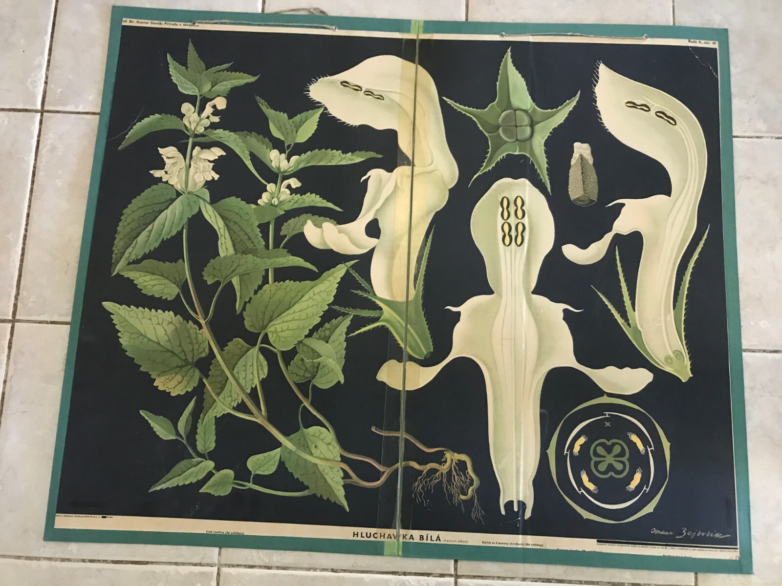 Original botanical vintage school chart of dead nettle , Zejbrlík  