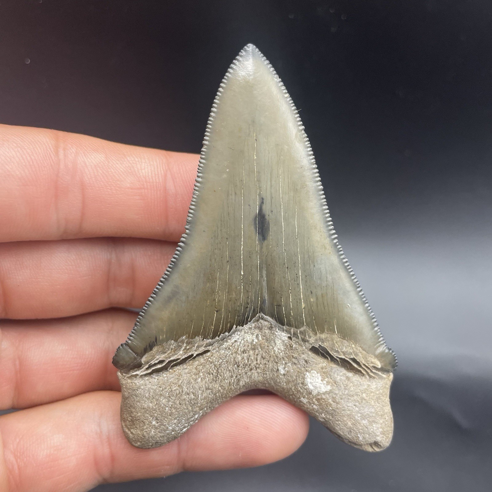 TOP QUALITY CHUBUTENTSIS SHARK TOOTH BEAUFORT “BLUE SITE” SC 3.25” No Repair TOP QUALITY CHUBUTENTSIS SHARK TOOTH BEAUFORT “BLUE SITE” SC 3.25” No Repair