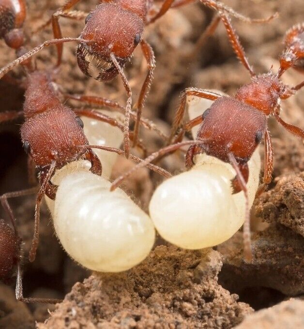 2+ Dozen Live Red Harvester Larva Pupae With 5-7 Worker Ants