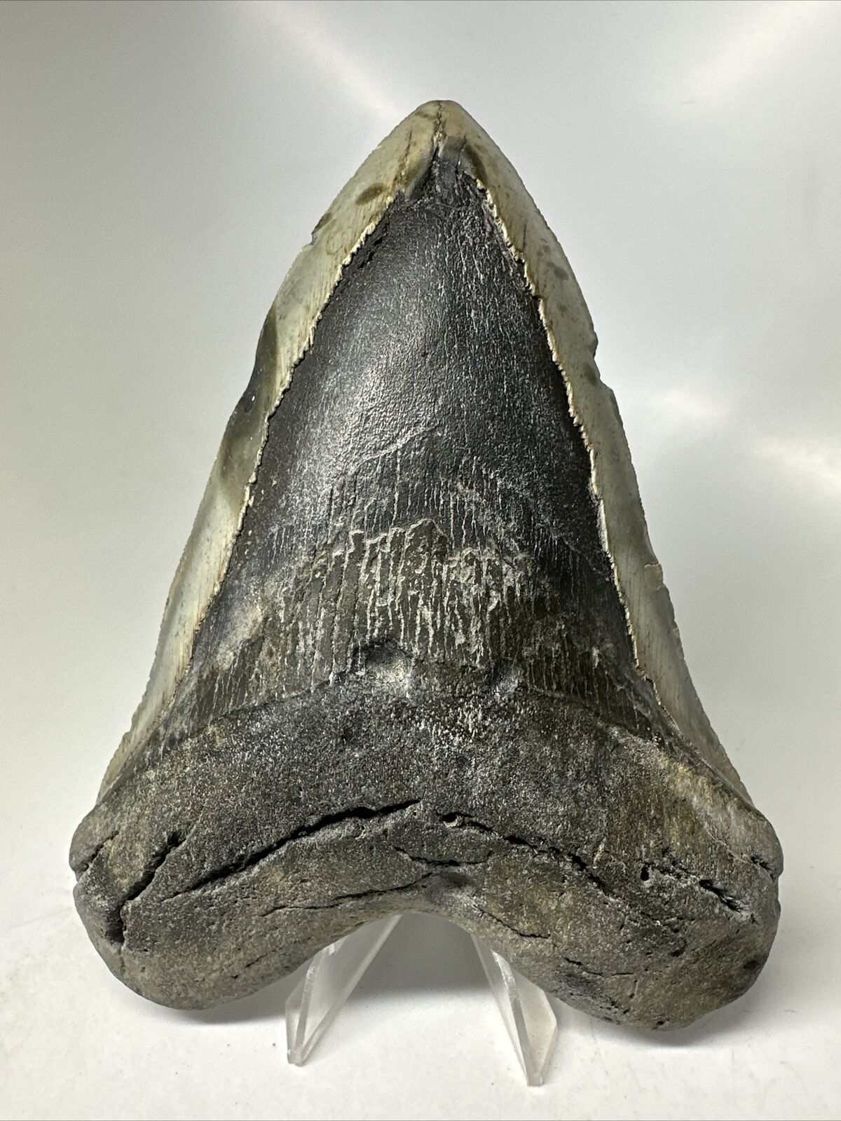Megalodon Shark Tooth 5.90” Huge - Authentic Fossil - Natural 16386