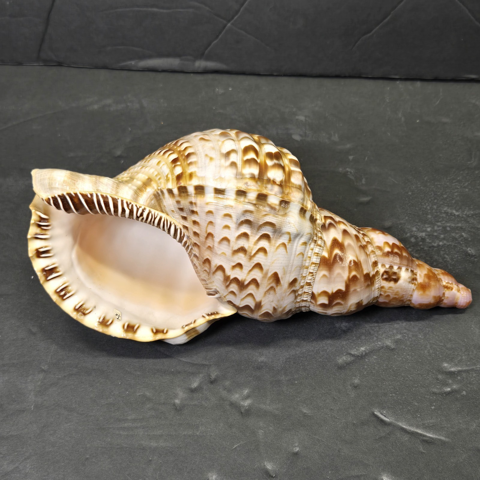 Large Triton Trumpet Charonia Tritonis Conch Sea Shell 9” Long 5.5” W, RARE FIND