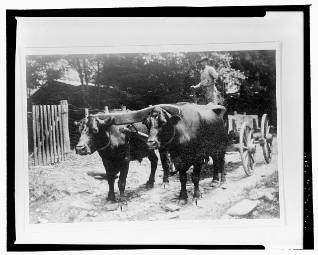 Photo:Newfound Gap Tennessee Ox Team Old State Highway 1920s Cart Wagon