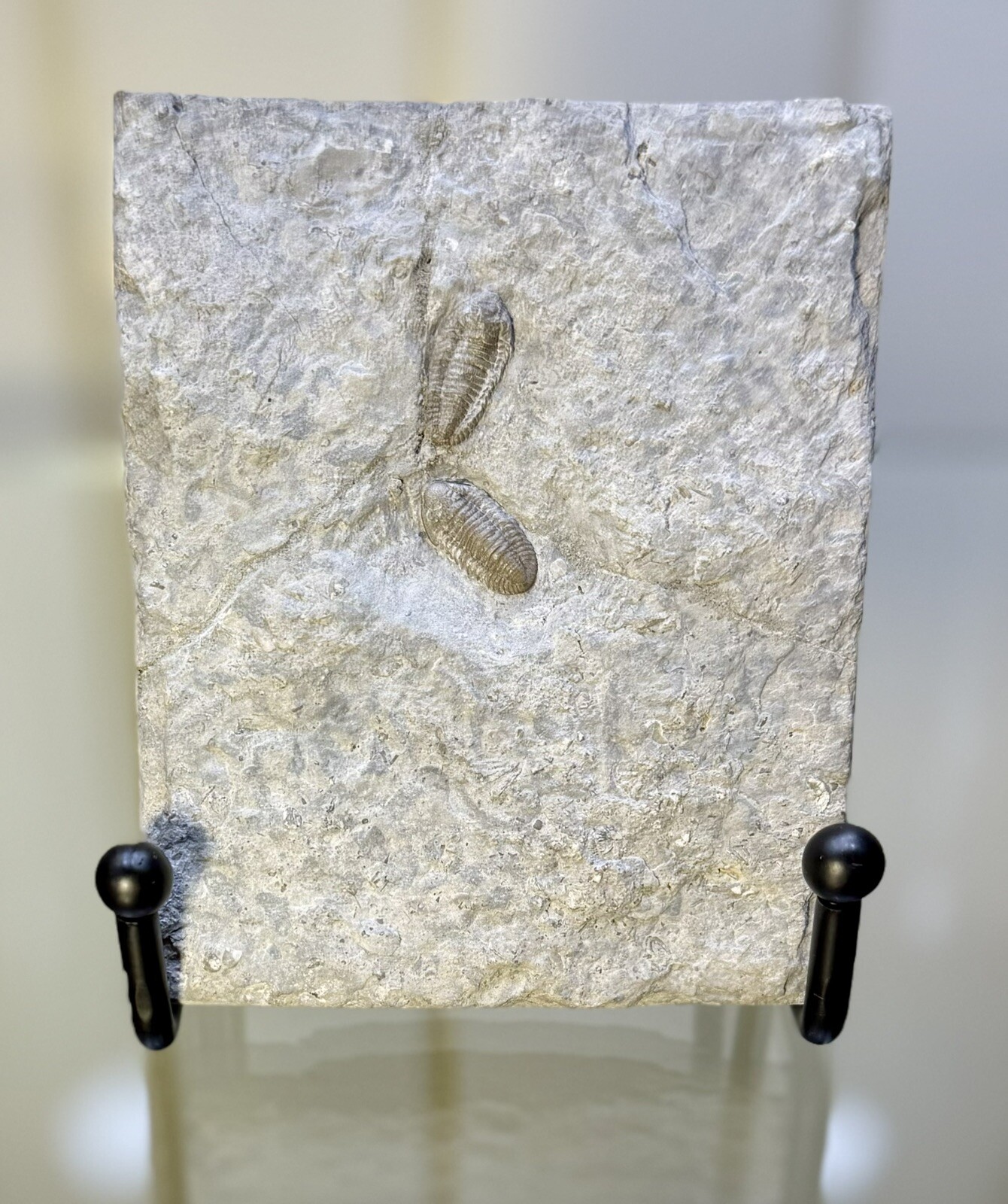 TWO RARE Breviphillipsia Sampsoni Trilobite ~ Missouri ~ Mississippian Period