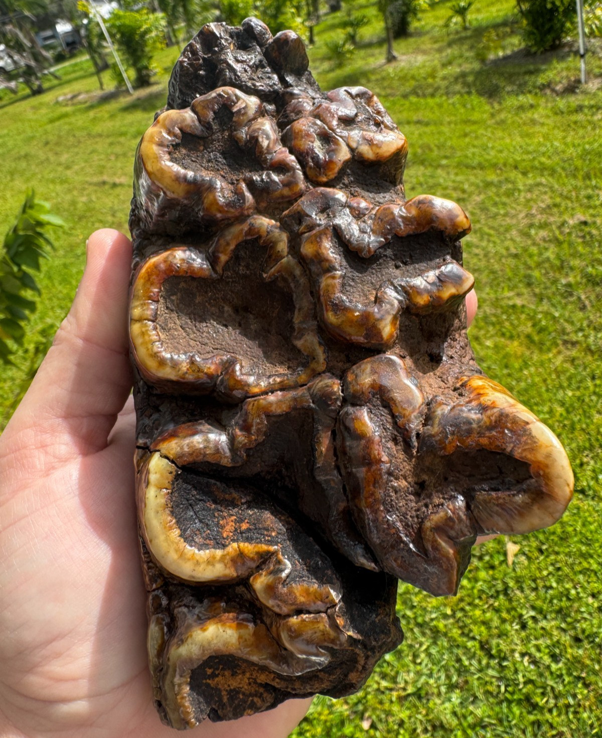INSANELY RARE EARLY ICE AGE GOMPHOTHERE SUWANNEE RIVER POLISHED ORANGE FOSSIL FL