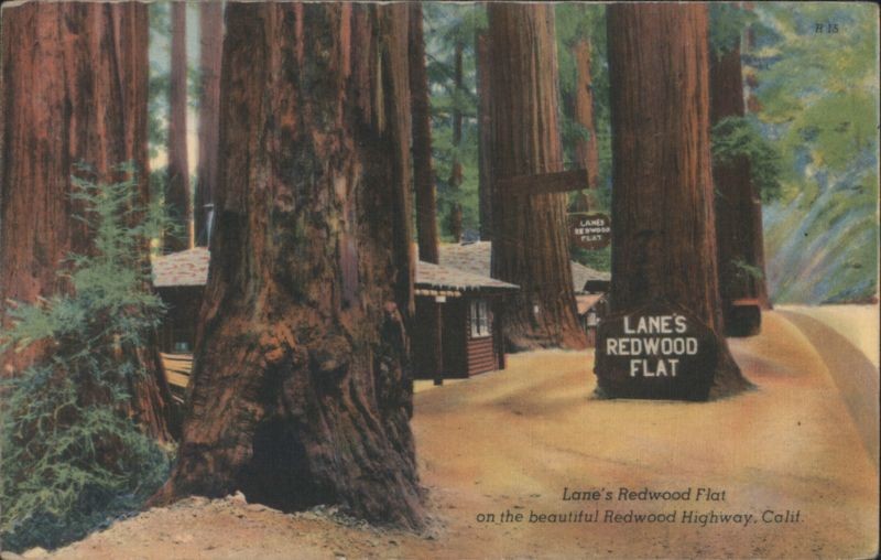 California Lane\'s Redwood Flat,Redwood Highway Colourpicture Publication Vintage