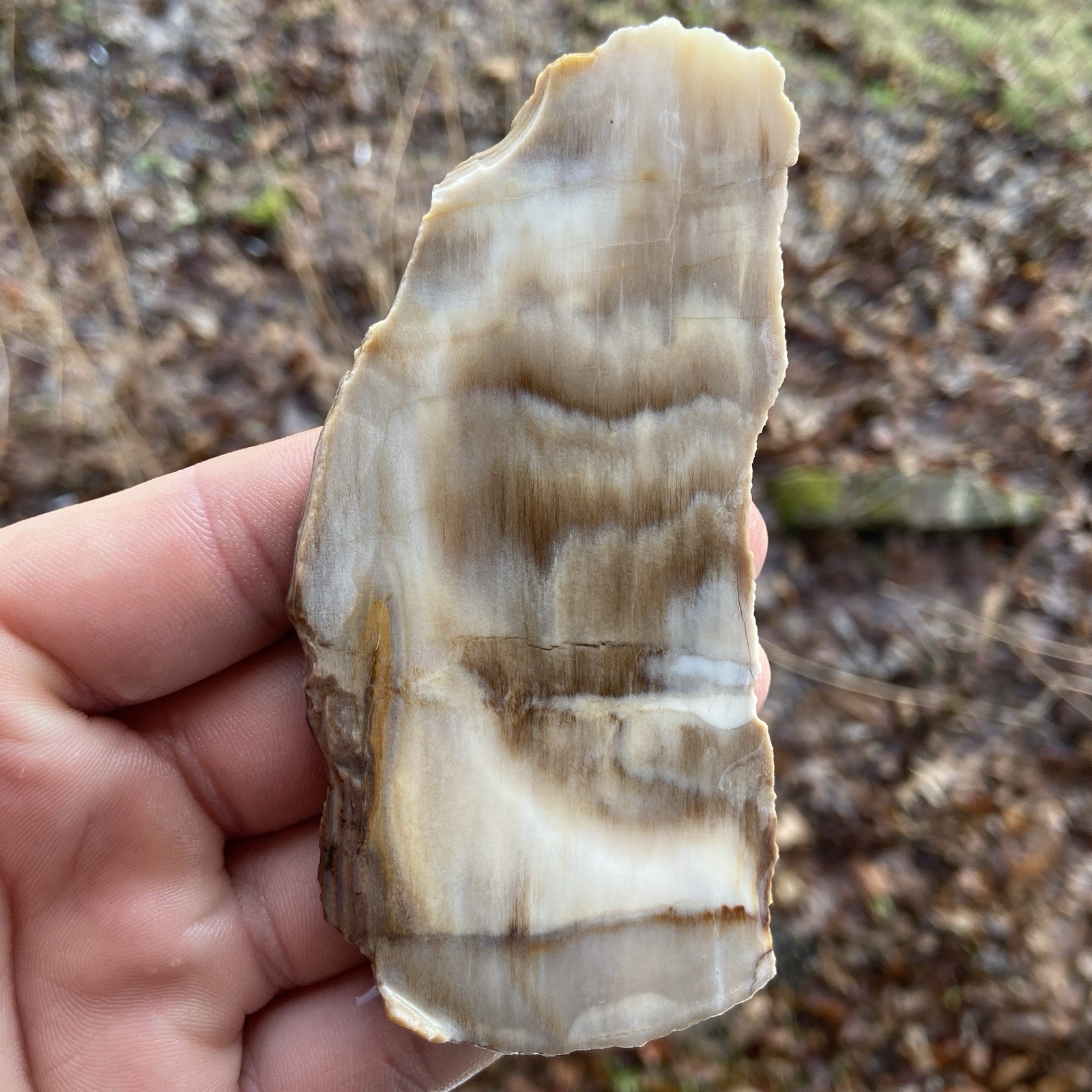 Gorgeous White Agatized Petrified Wood Rough Slab 2.05 Oz