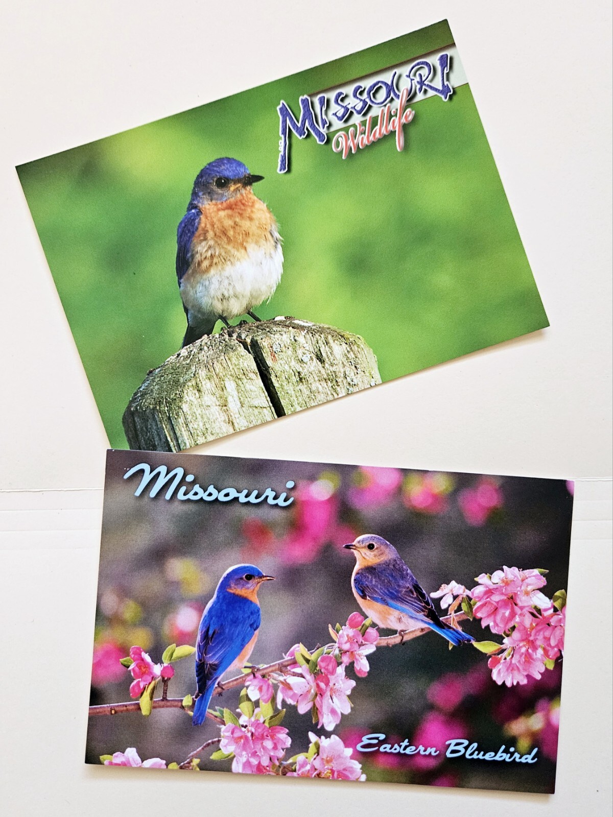 Missouri Postcards.  Birds. Lot Of 2.