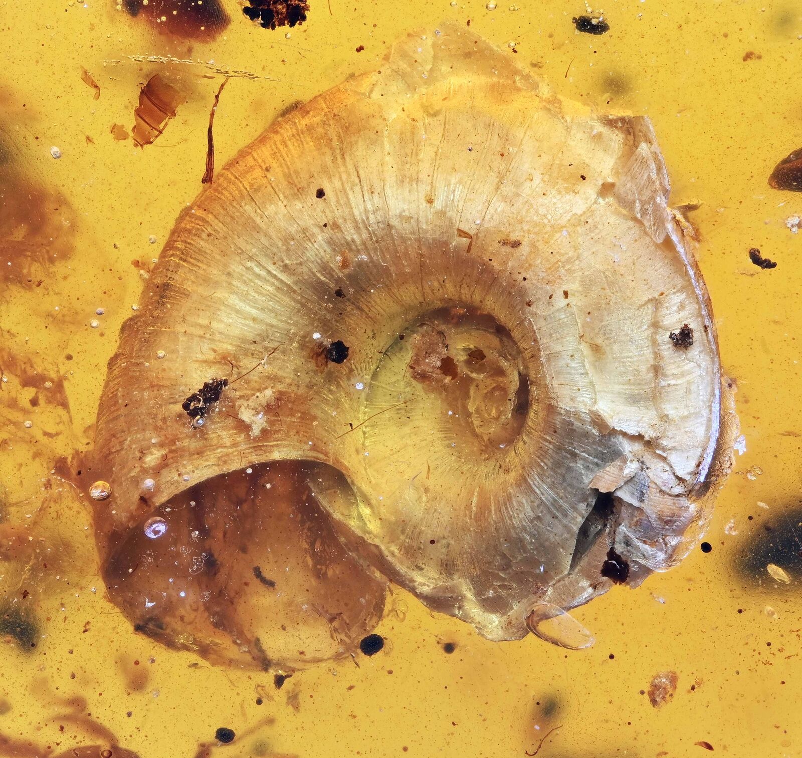 Rare Gastropoda (Land Snail), Fossil Inclusion in Burmese Amber