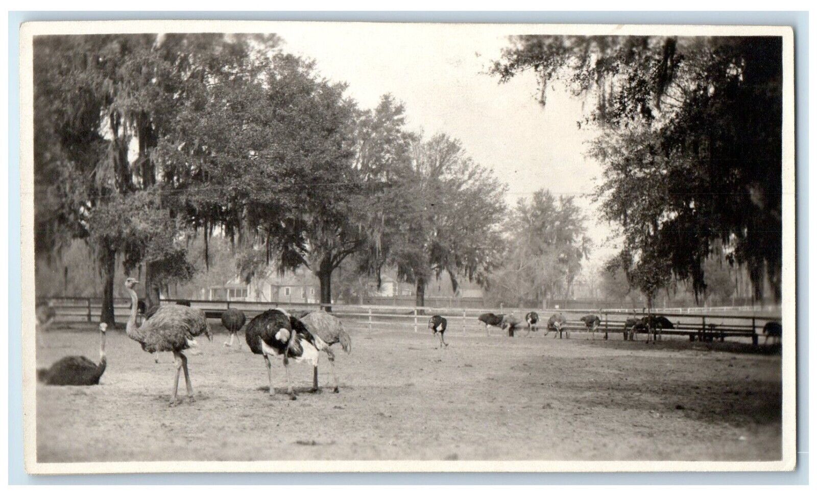c1940's Ostriches Farm At Spokane Washington WA RPPC Photo Vintage Postcard