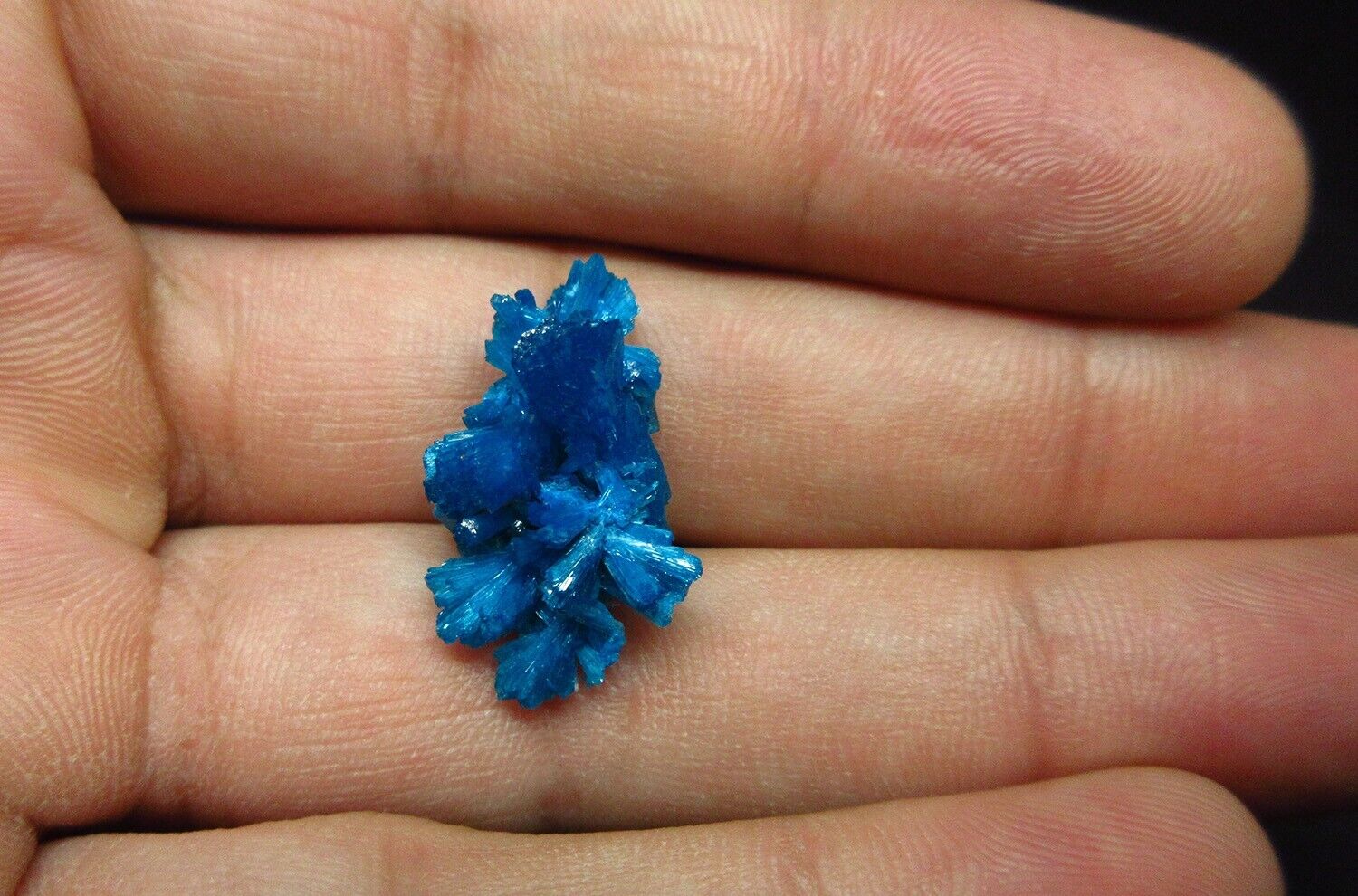 Dark blue Cavansite bowtie cluster (non-precious natural mineral) #2301