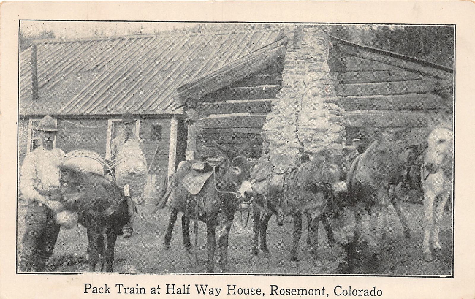J23/ Rosemont Mules Colorado Postcard c1910 Cripple Creek S.L. Railroad 218