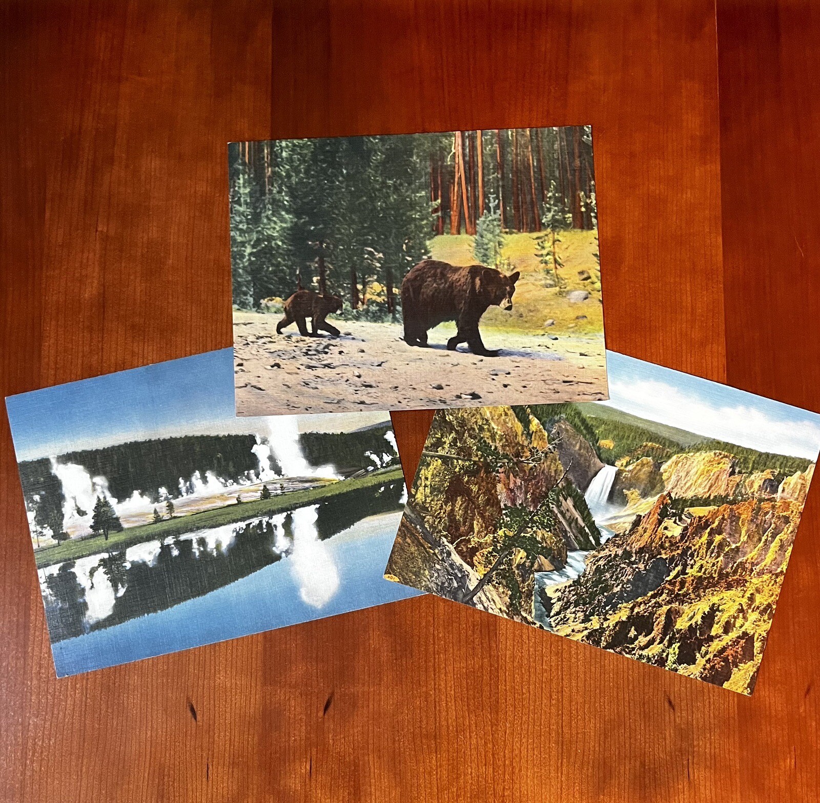 Lot 3 Giant Vtg Postcards Yellowstone Park Grand Canyon Geyser Hill Bears 9
