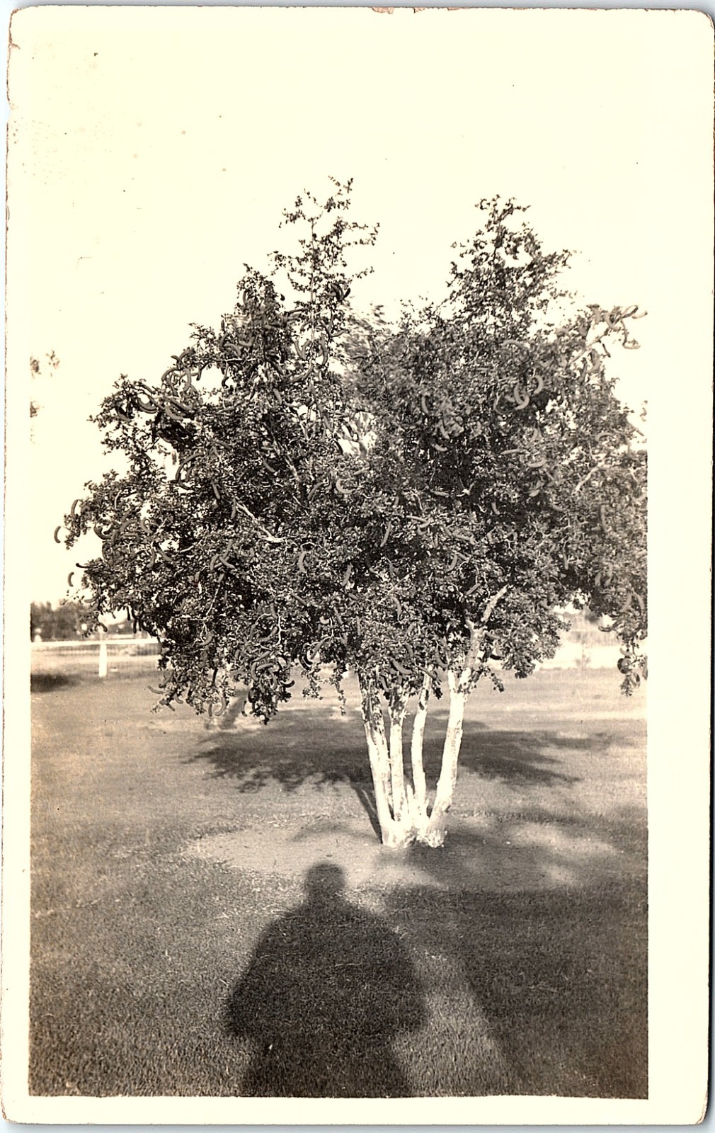 Vintage Postcard 1920s Tree Shadow Snapshot Photograph Vernacular Antique