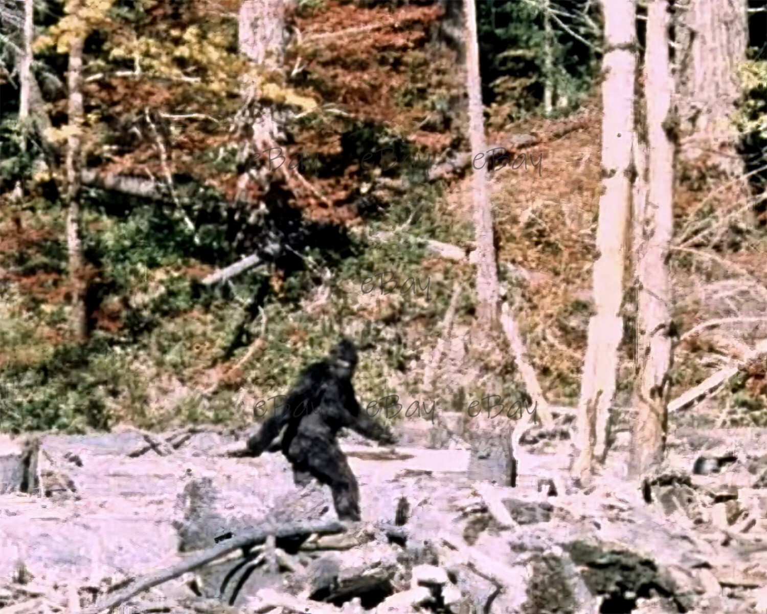 Patterson-Gimlin Film BIGFOOT 8x10 Photo Reprint