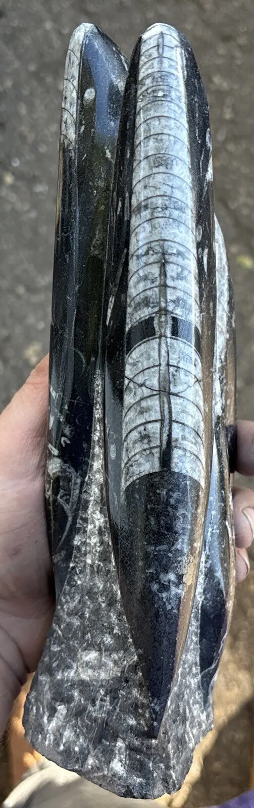 10 inch tall standing Orthoceras fossil