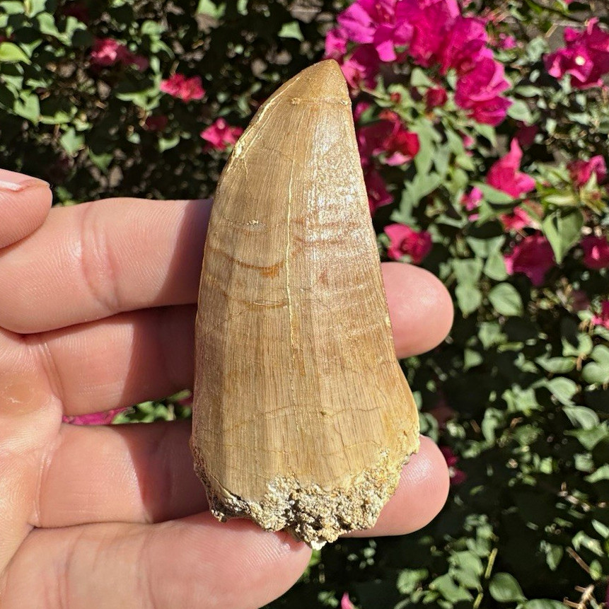 Large 2.55 Rare Beautiful Mosasaurus Beaugei/ possible Hoffmani tooth