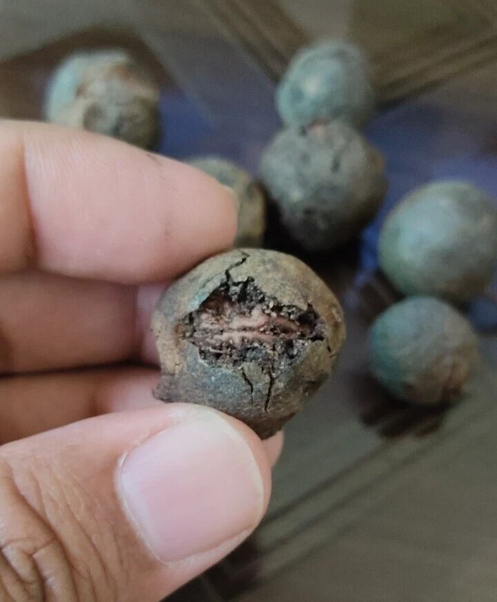 100% Original Rudraksha Bead Fruit from Nepal Holy lord shiva worship pack of 9 100% Original Rudraksha Bead Fruit from Nepal Holy lord shiva worship pack of 9