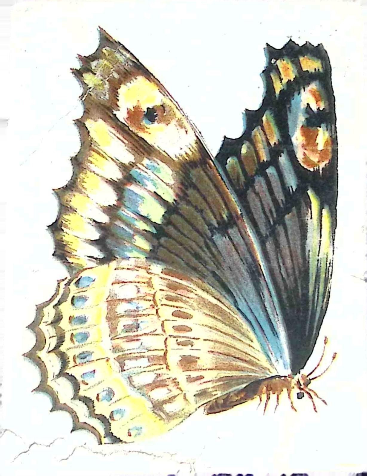 Antique Alfred Wright Madame Butterfly Perfume Advertising Trade Card 1902