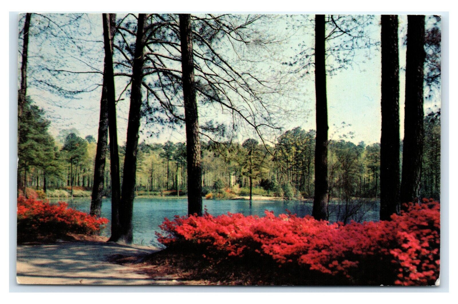 Postcard Azalea Gardens in Norfolk VA 1970's J11