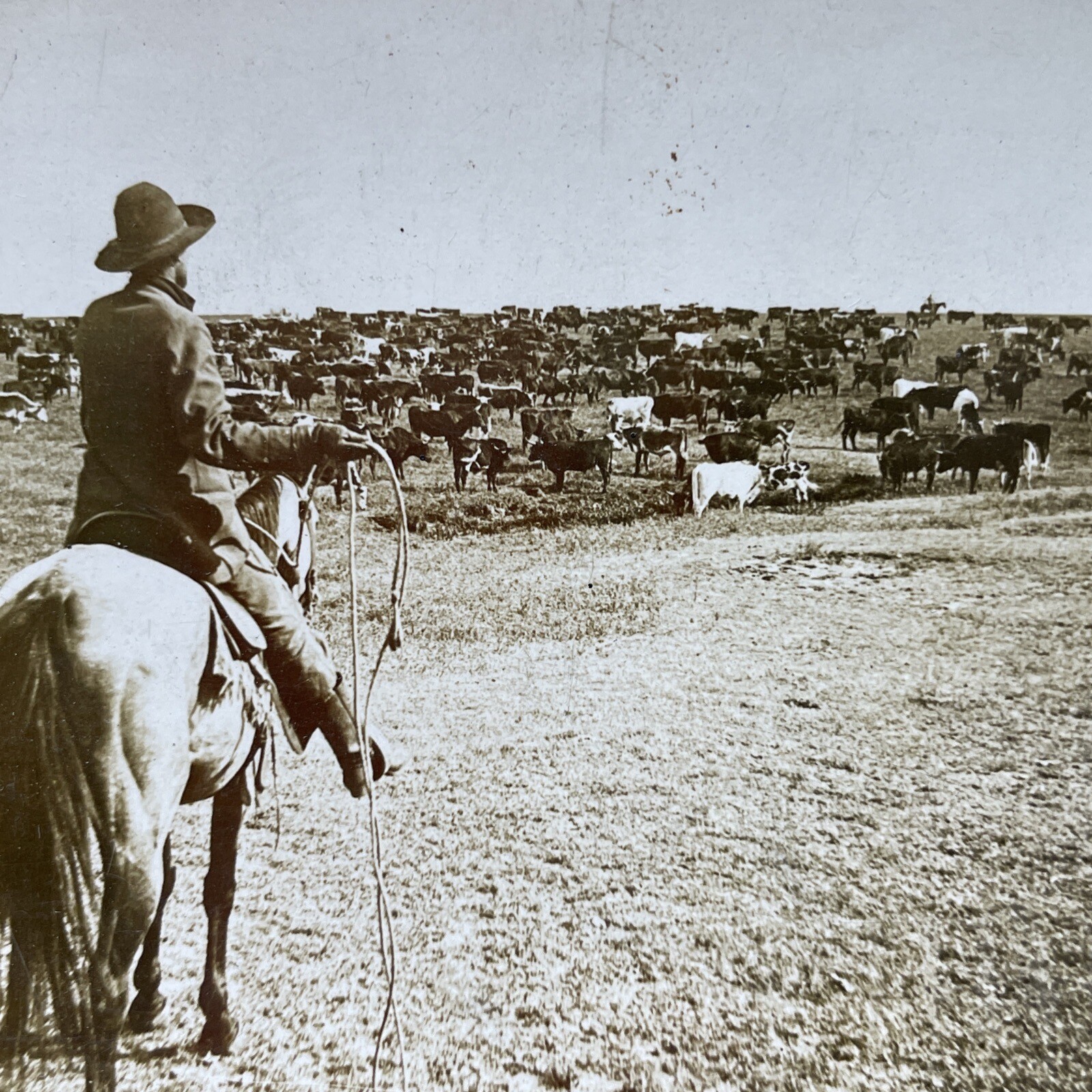 Round-up Sherman Ranch Stereoview Keystone View Co. 1902 Cowboy Cattle