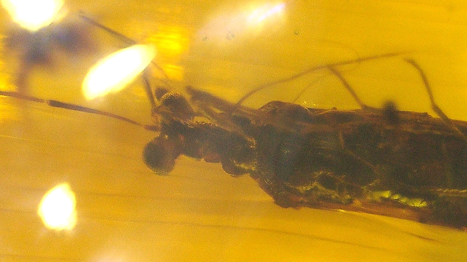 Superb True Bug with Bulging Eyes in Burmese Amber Fossil Dinosaur Age