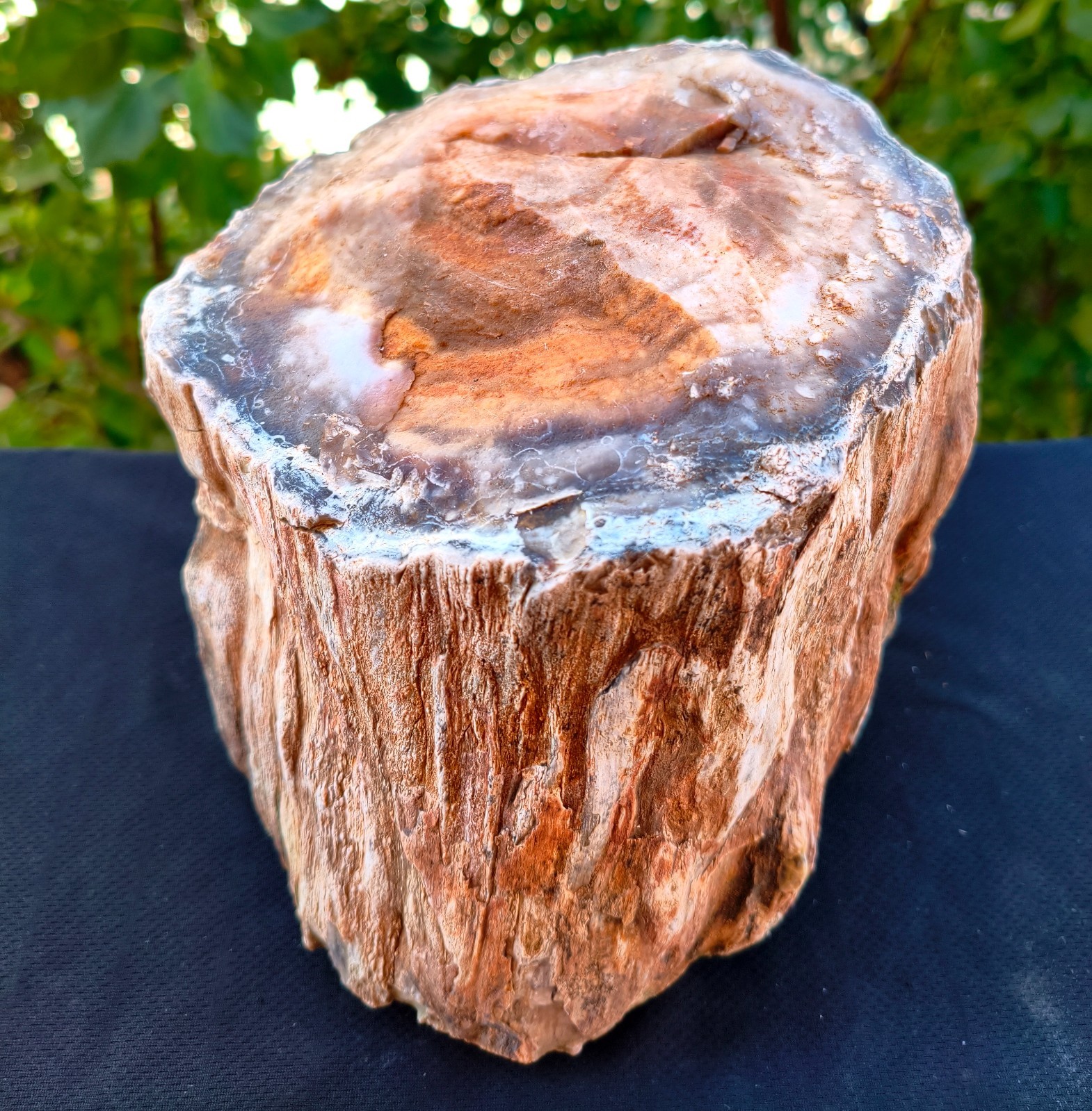 11 LB 5 Oz Natural Rare Opalized Multicolor Big Raw Petrified Wood Uv Reactive