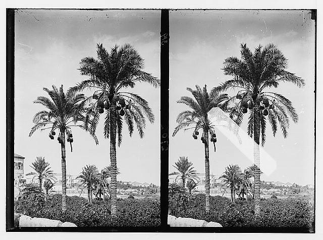 Photo:Trees and shrubs. Date palms. (Phoenix dactylifera L.)