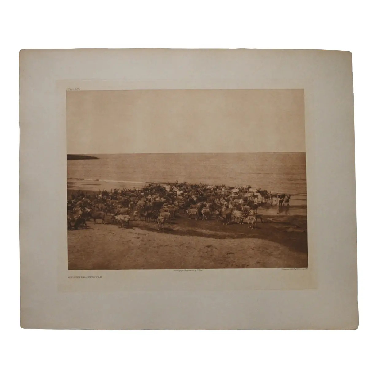 Edward S. Curtis Reindeer Nunivak 1930 Large Folio Photogravure Cardozo Alaska